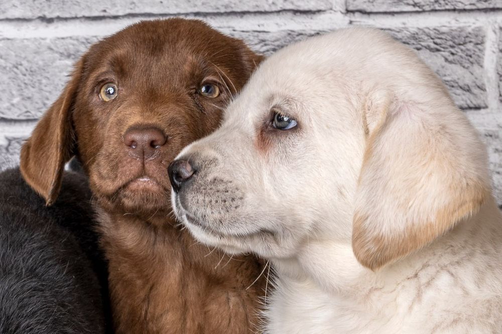 дівчинка цуценя шоколадного лабрадора з документами