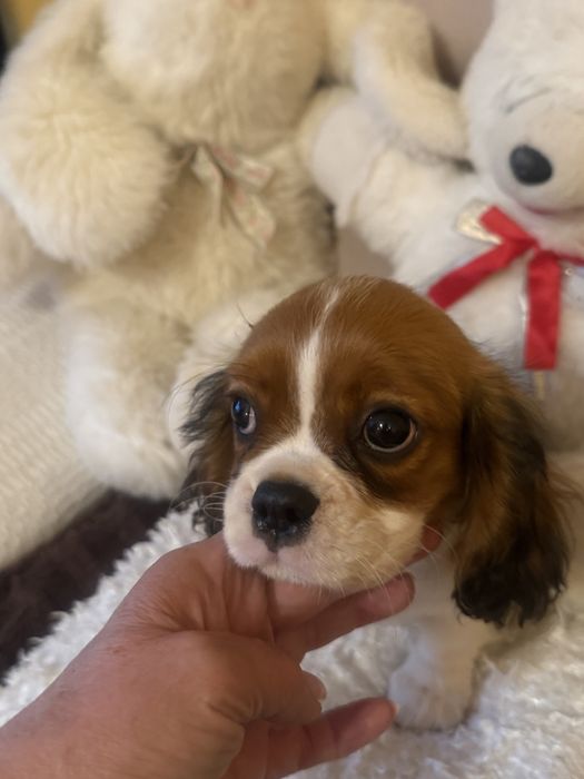 Cavalier King Charles Spaniel  przepiękna  suczka