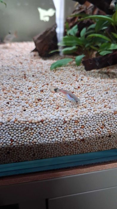 Guppy's Juvenis (Aquário Particular)