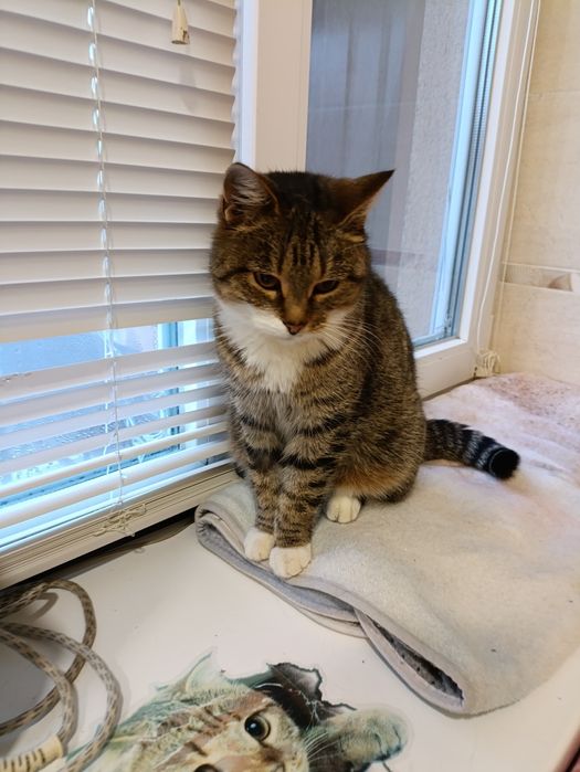 Кішечка Дана шукає родину