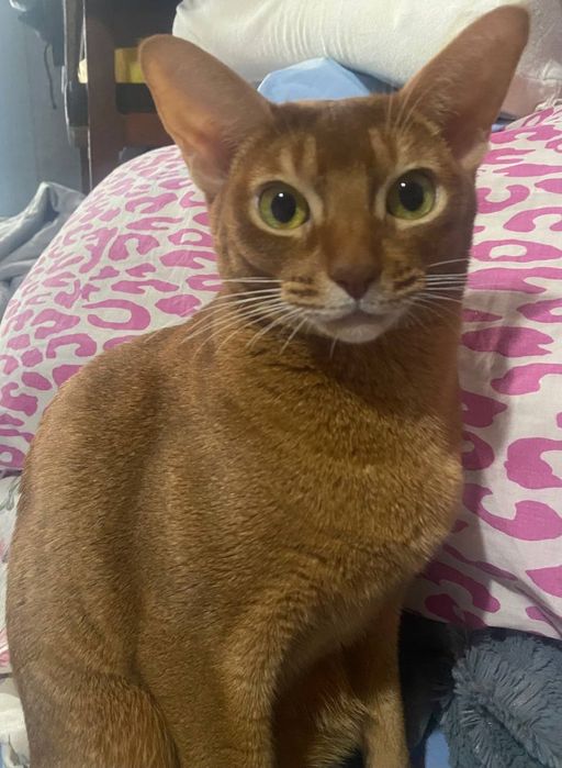 Абиссинская кошка