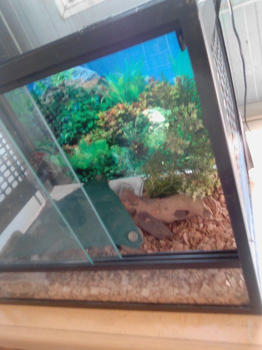 Répteis aquário novo