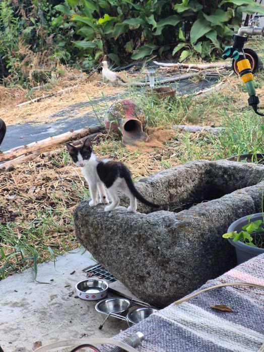 Gatinhos para adoção