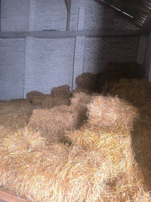 Słoma owsiana kostka