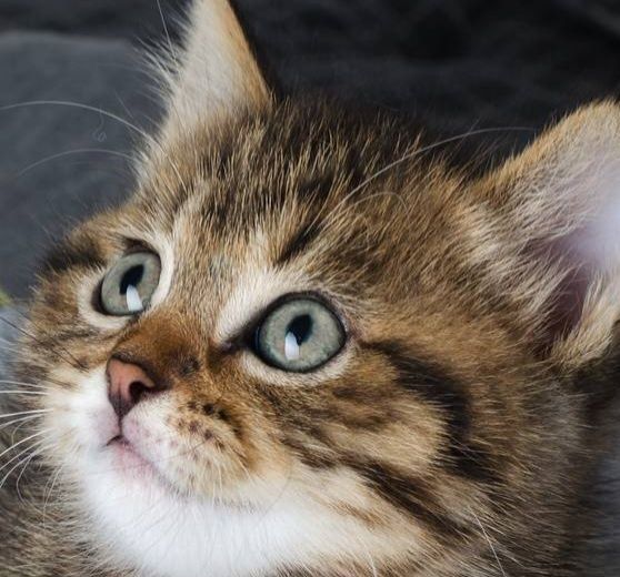 Шотландские котята вислоушка и прямоушки девочки и мальчик