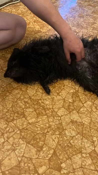 Продам сабачку цпица