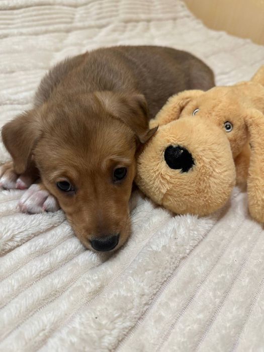 Дівчинка шукає родину