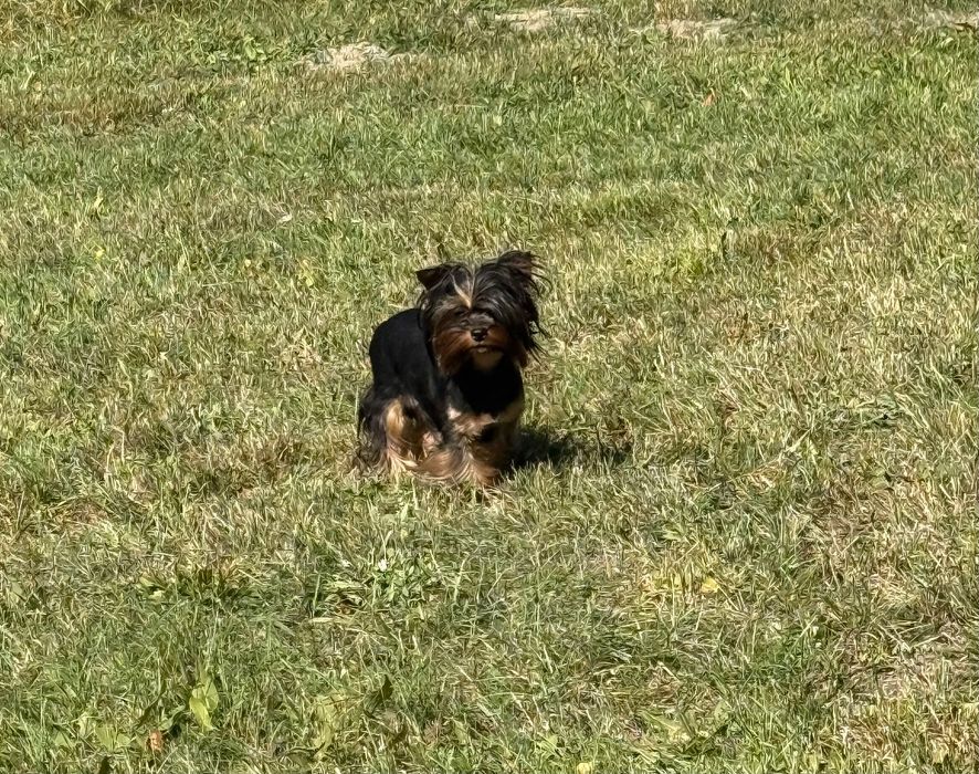 Yorkshire terrier roczny ciemnej kolorystyki