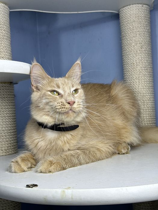 Девочка 1.5 годика с полным пакетом документов мейн кун