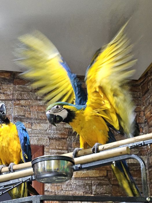 Arara Ararauna Grande Porte a Comer Sozinhas - 4 meses