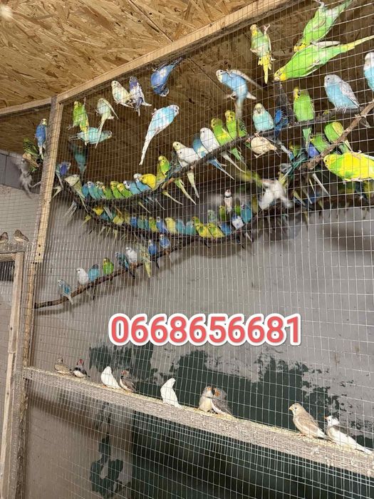 Продам корм для птицы, попугаев