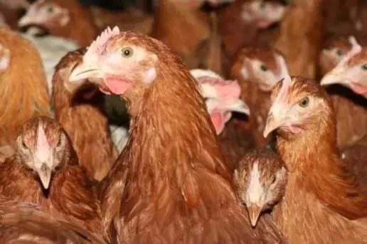 Kury kurczęta nioski