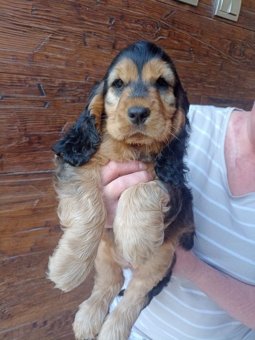 Cocker spaniele do odbioru ok 20.08 ostatnia suczka