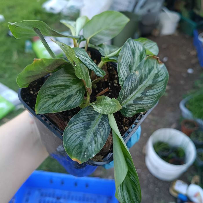 calathea, kalathea silver band cała doniczka, kilka sadzonek