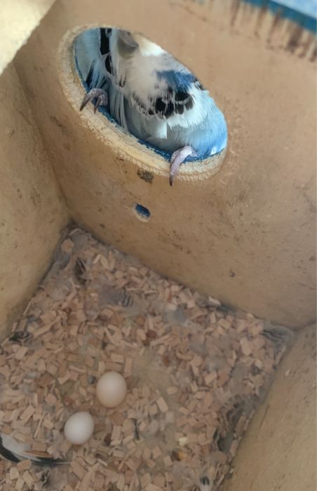 Casal piriquito ingles  , de grande porte