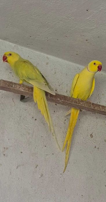 Aleksandretty Para 2022