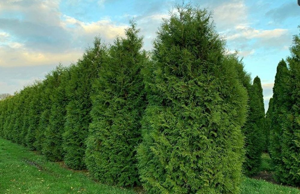 Брабант Смарагд Голд Самшит Ауреоспіката