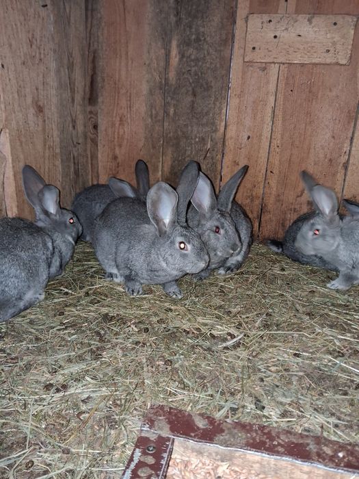 Dprzedam króliki mieszańce