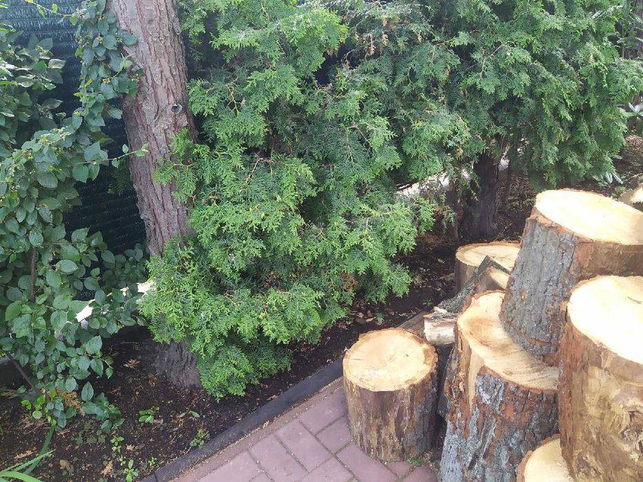 Oddam tuje Warszawa