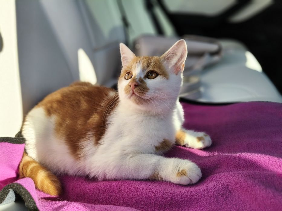 Котик, кошеня, хлопчик