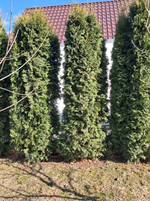 Продам туї висота 1,5 до 3 метра