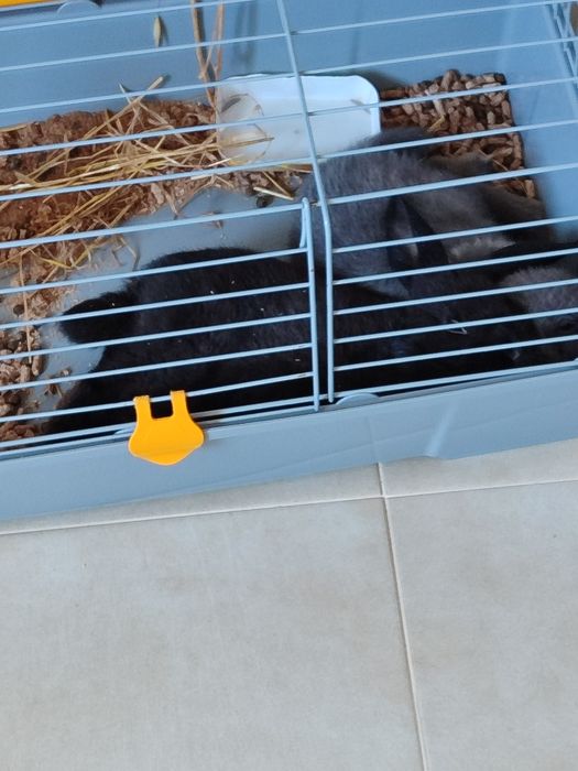 Coelhos mini lop ( coelhos anões  da raça com a orelha caída ) !!! leia a descrição !!!