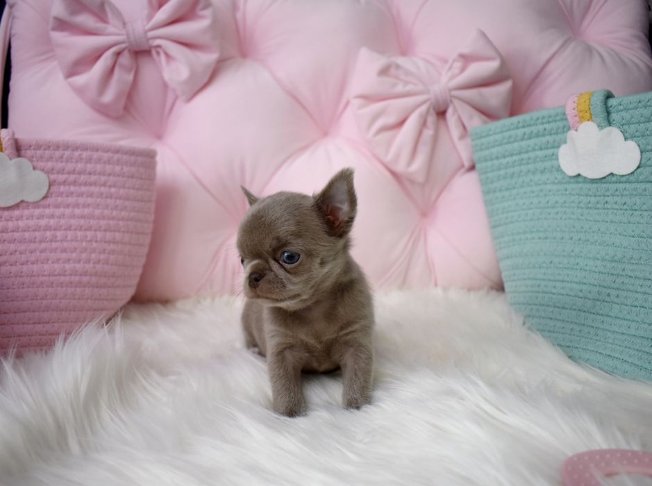 !!ZAREZERWOWANA!!Chihuahua XS liliowa mini sunia