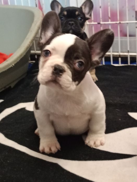 Мальчики французского бульдога разных окрасов