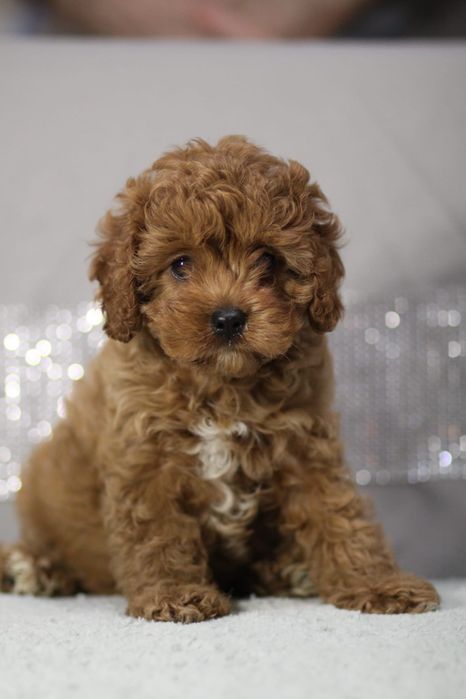 *** Suczka Cavapoo**