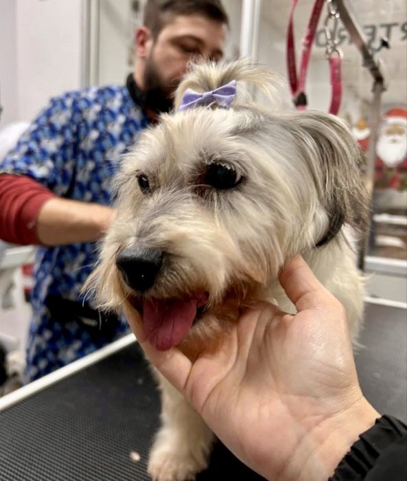 Cadela porte pequeno para adoção responsável