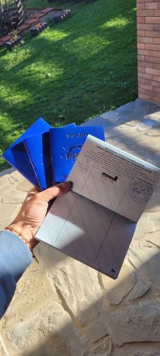 Шотландські кошенята!