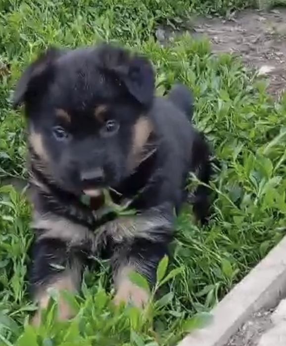 Щенки немецкой овчарки