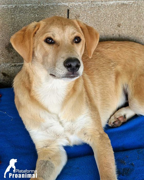 JANO - Cãozinho jovem para Adoção!