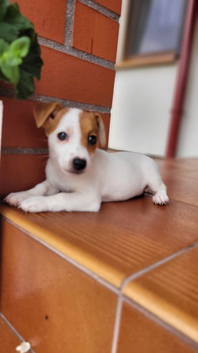 Jack Russell Terrier