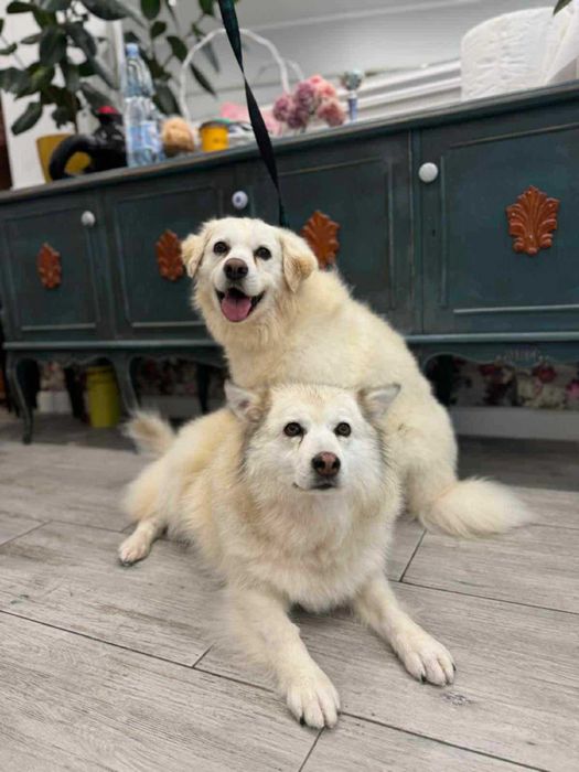 Barbi i Gonzo - szukamy im domu