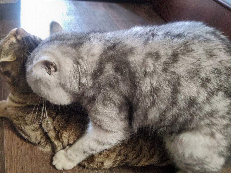 Вязка любви обильного котика,окрас Шиншилла