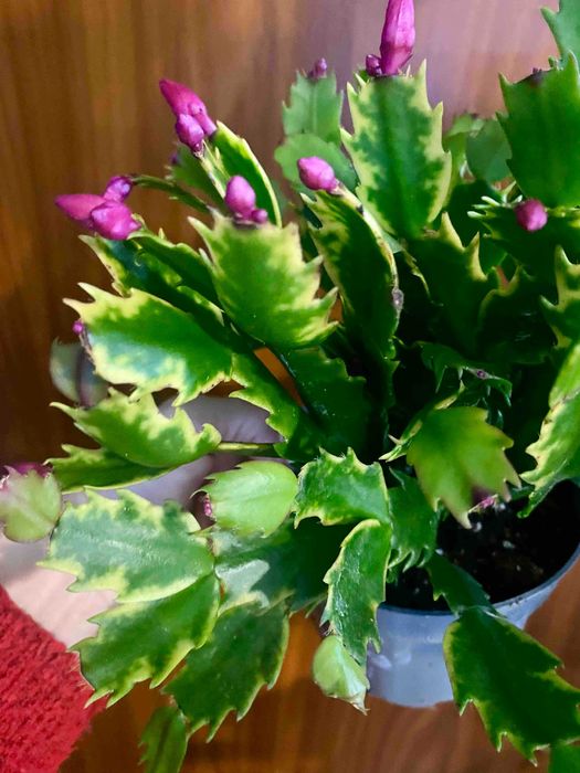 Вариегатная шлюмбергера (Schlumbergera variegata)