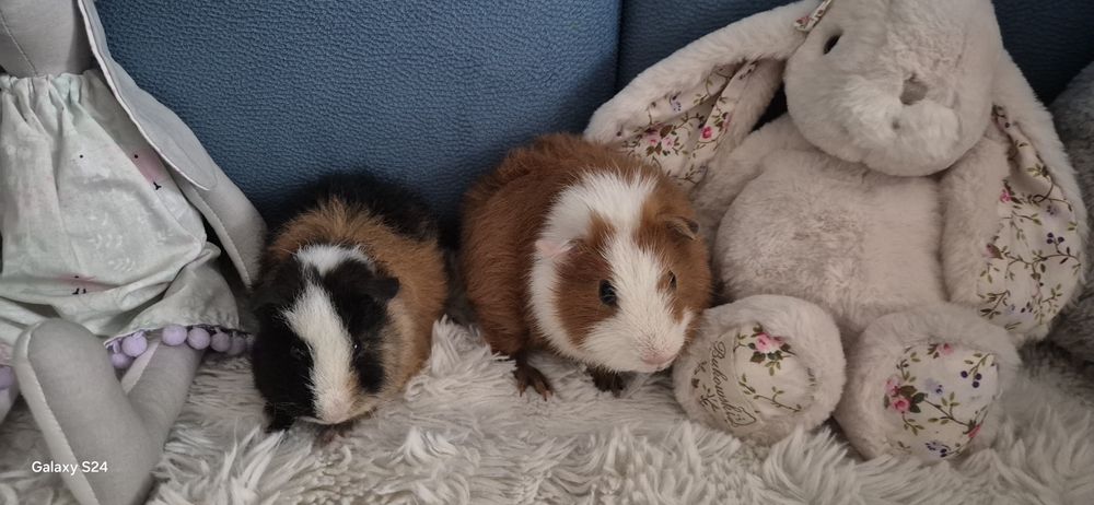 Świnka Morska Us Teddy Hodowla