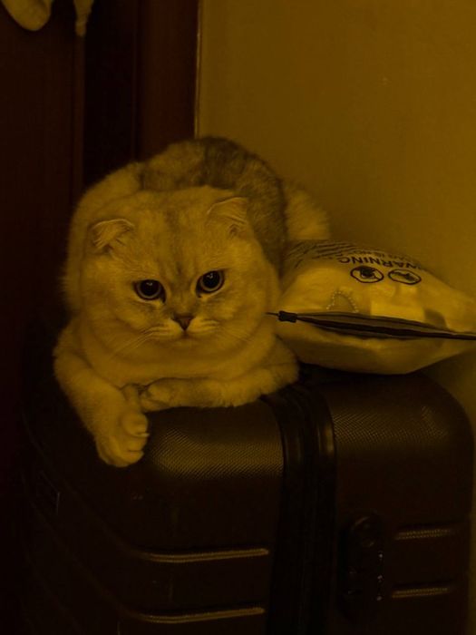 Вязка шотландского вислоухого