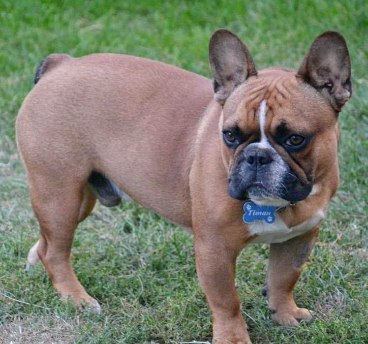 В'язка кобеля французького бульдога КСУ/ Вязка