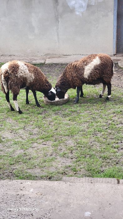 дорпер з романівською овечки