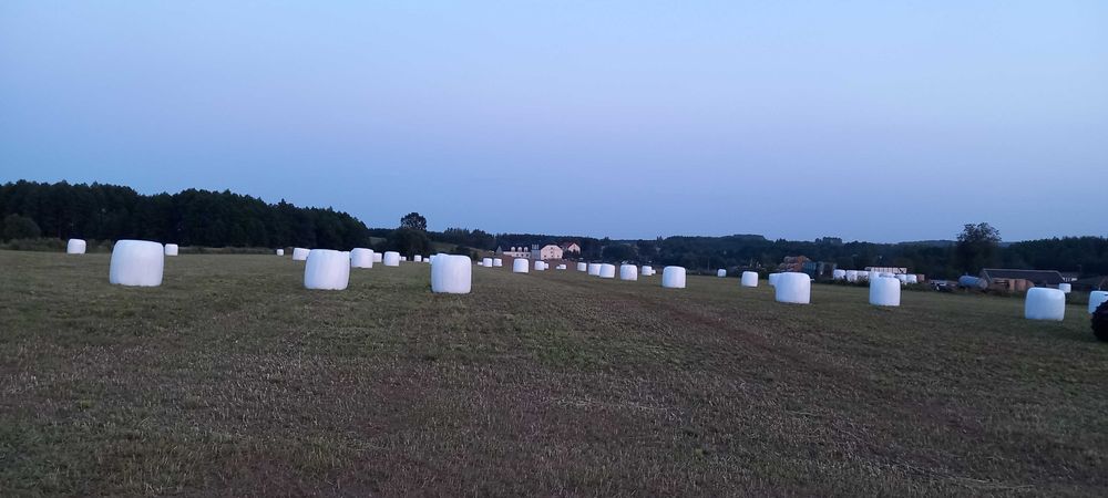 Sprzedam trawę gorzowską , lucernę , siano,słomę oraz zboże.