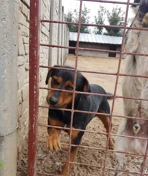 Piękność w typie gończy