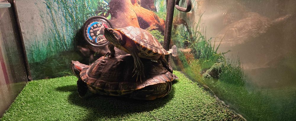 Акватерарріум, черкпашник, тераріум