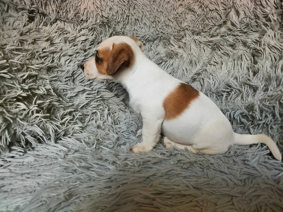 Jack Russell Terrier Piesek