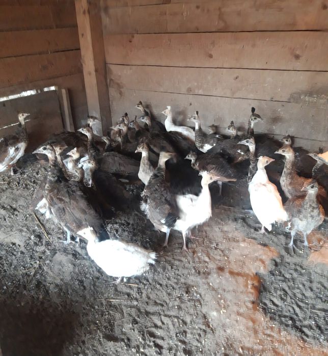 Paw  PAWIE  indyjskie  niebieskie , szeki  , białe i  inne