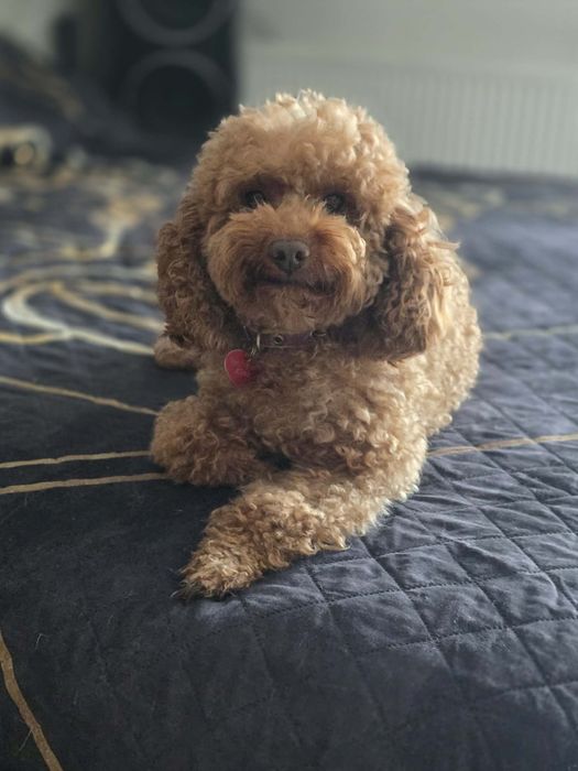 Pudel miniatura suczka