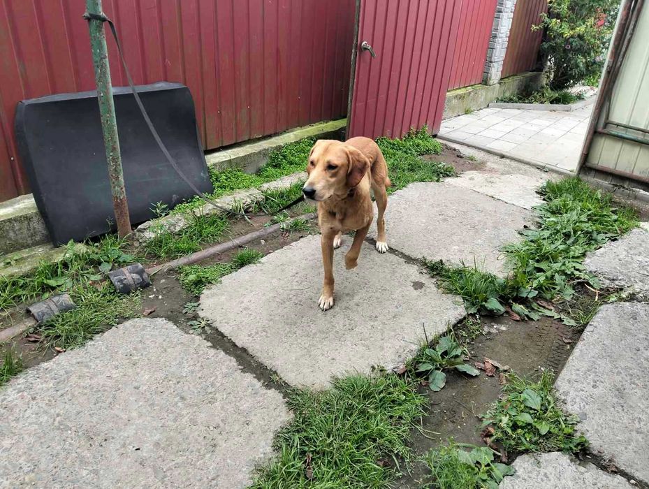 Продам гончу собаку