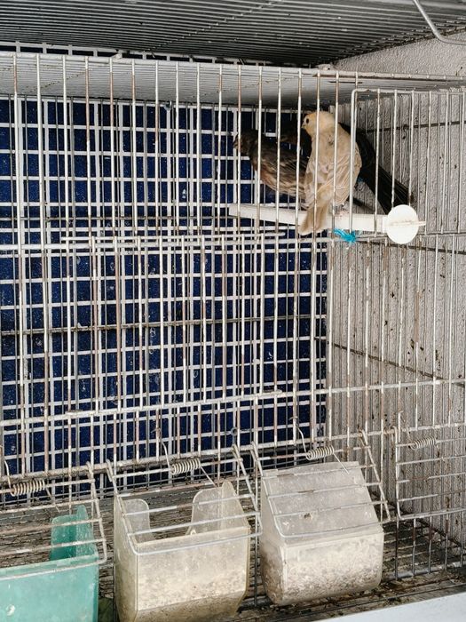 Carpodacus mexicano