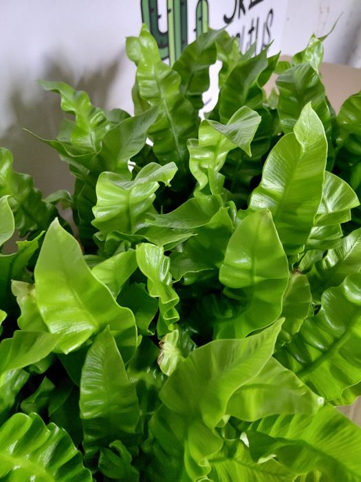 Asplenium "crispy wave" paproć gniazdowa  WYSYŁKA